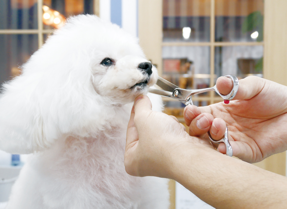 C アンドシー トリミングサロン